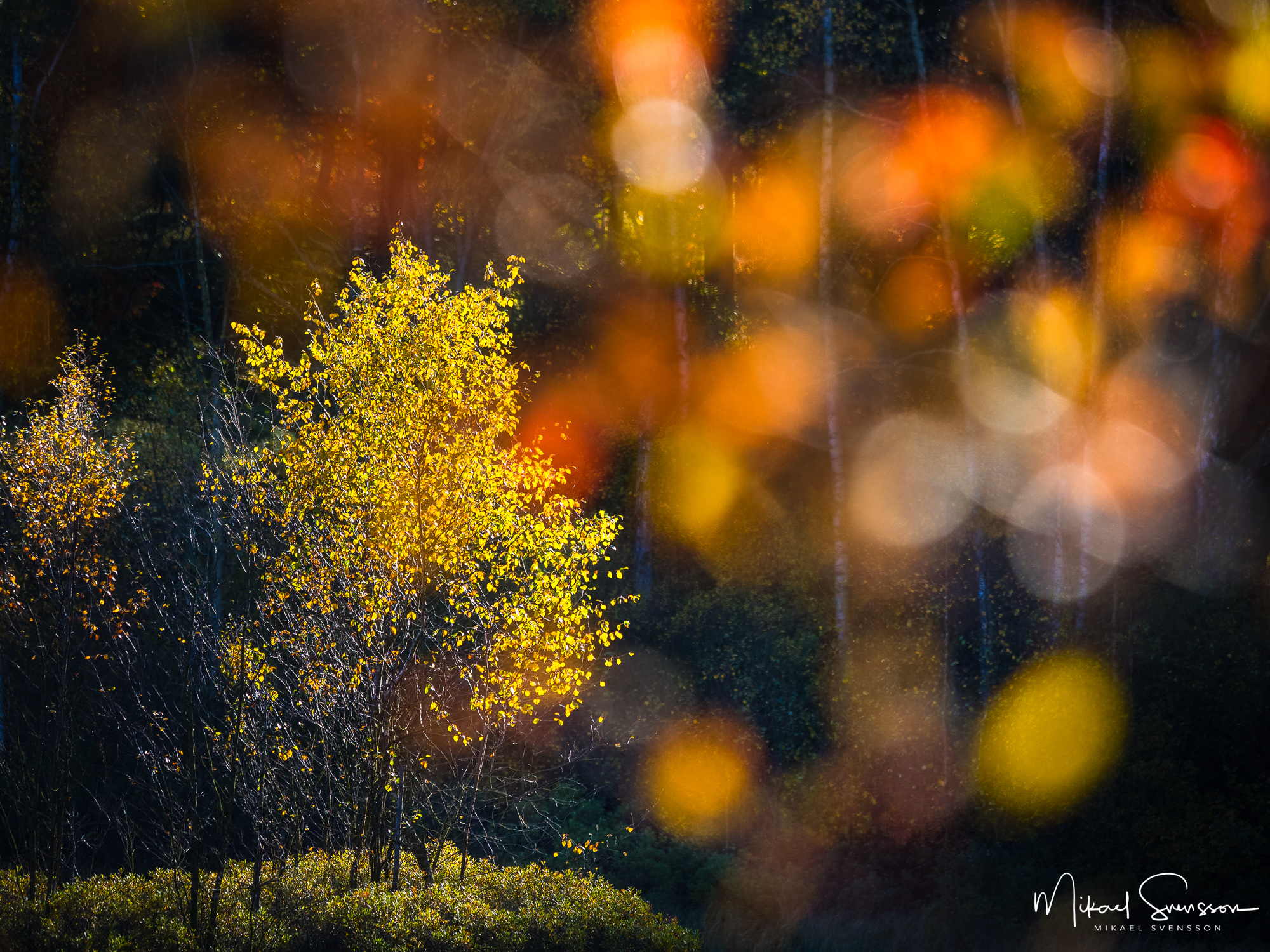 Höstfärger vid Änggårdsbergens naturreservat, Göteborg.