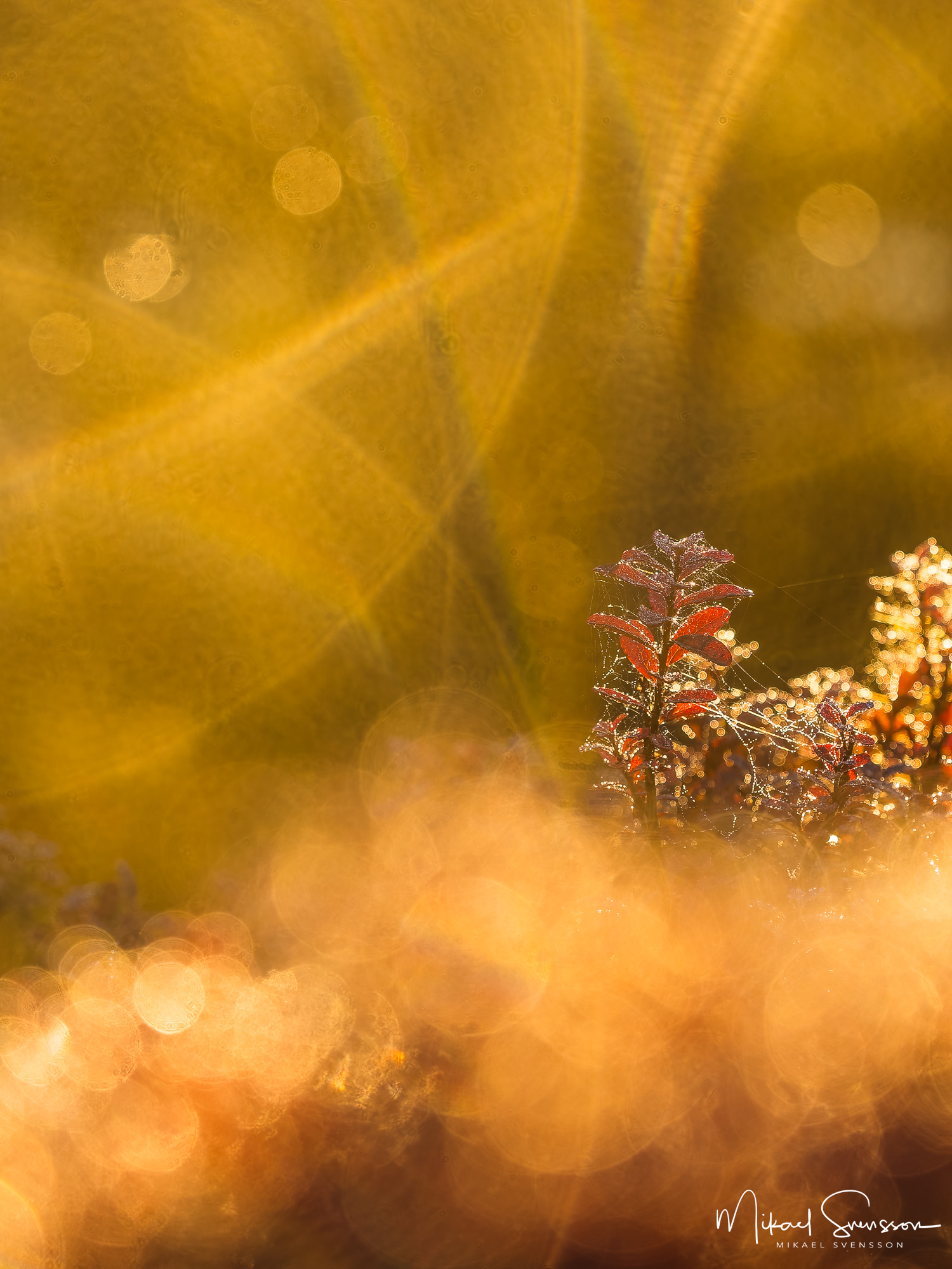 Odonris vid Haketjärnen, Partille kommun.
