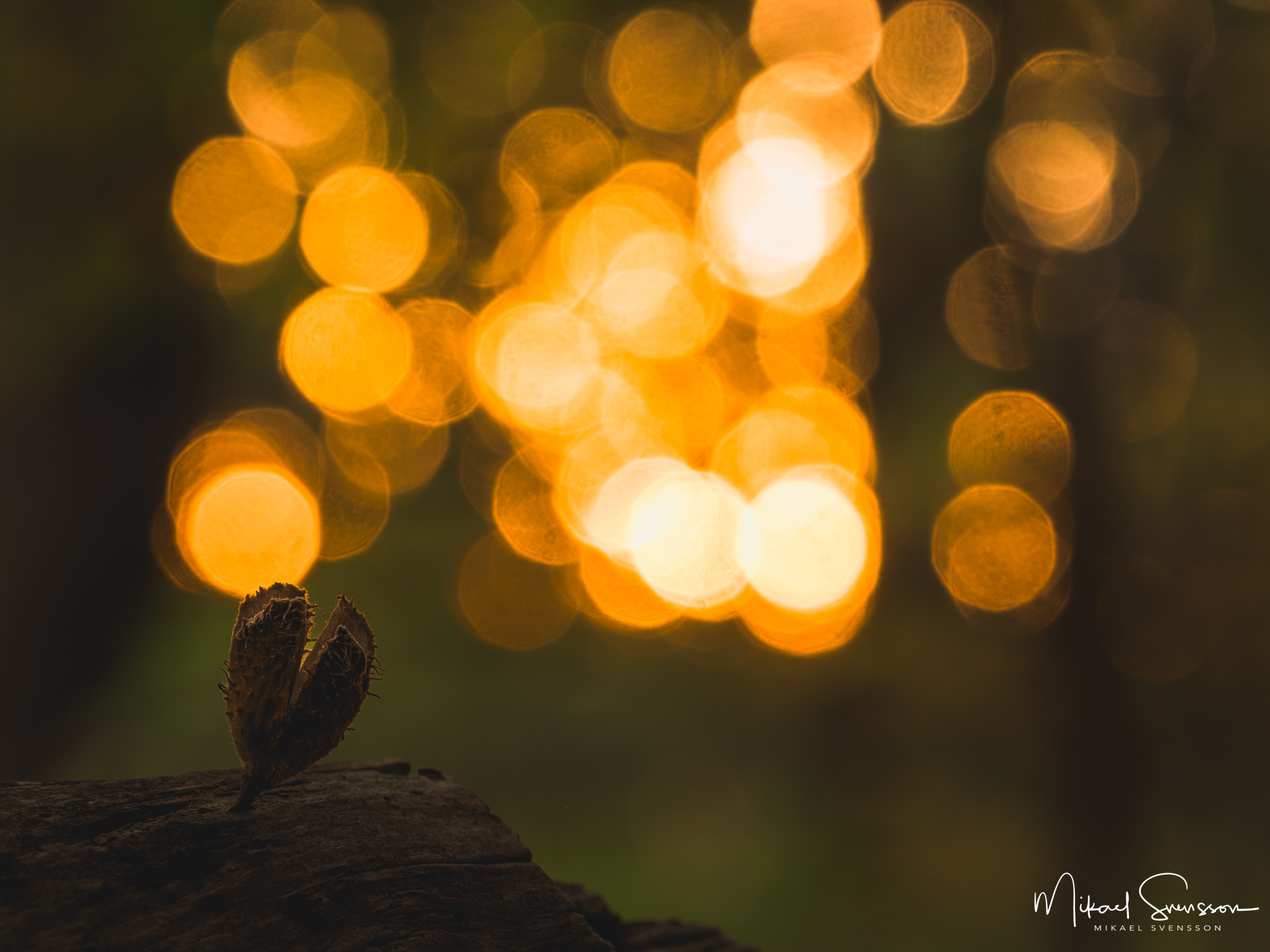 Soluppgång vid Rådasjöns naturreservat, Härryda kommun