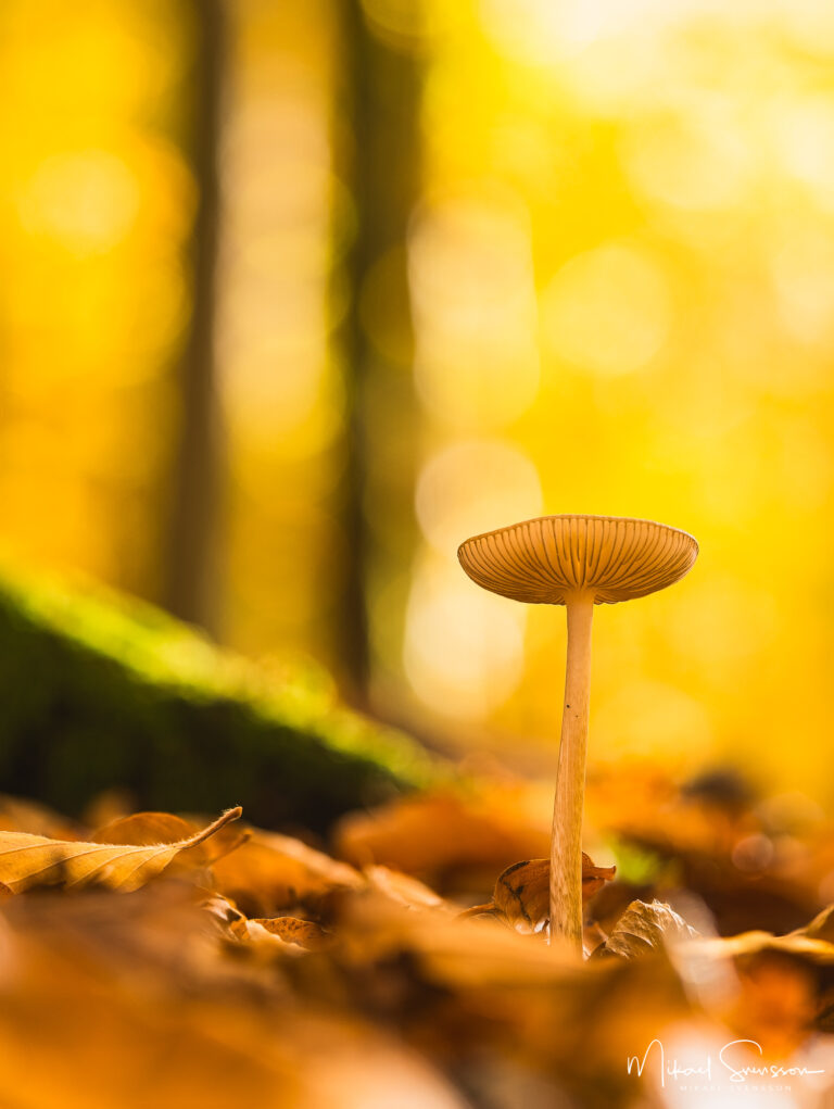 Svamp i Svejserdalen, Mölndal.