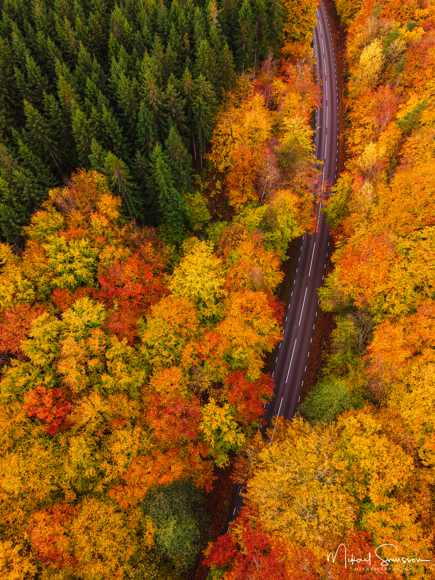 Höstfärger vid Tostaredsvägen (väg 926 mellan Fjärås och Kinna) i Kungsbacka kommun.