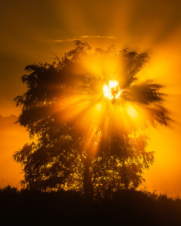 Soluppgång bakom träd, Lindome