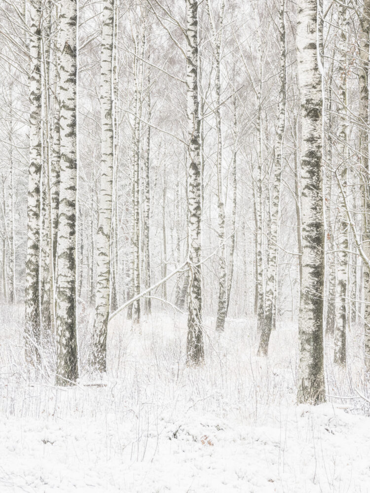 Björkar i vinterskog vid Ellesbo, Hisingen