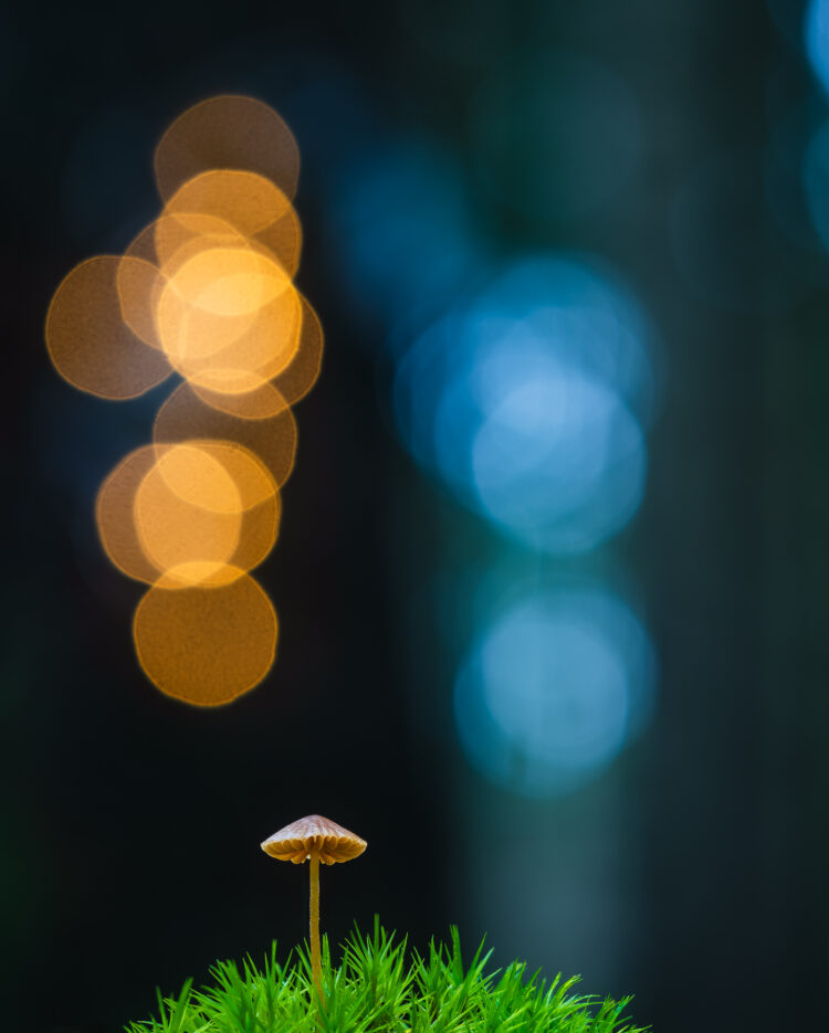 Liten svamp i Fridhems gammelskog, Hisingen.