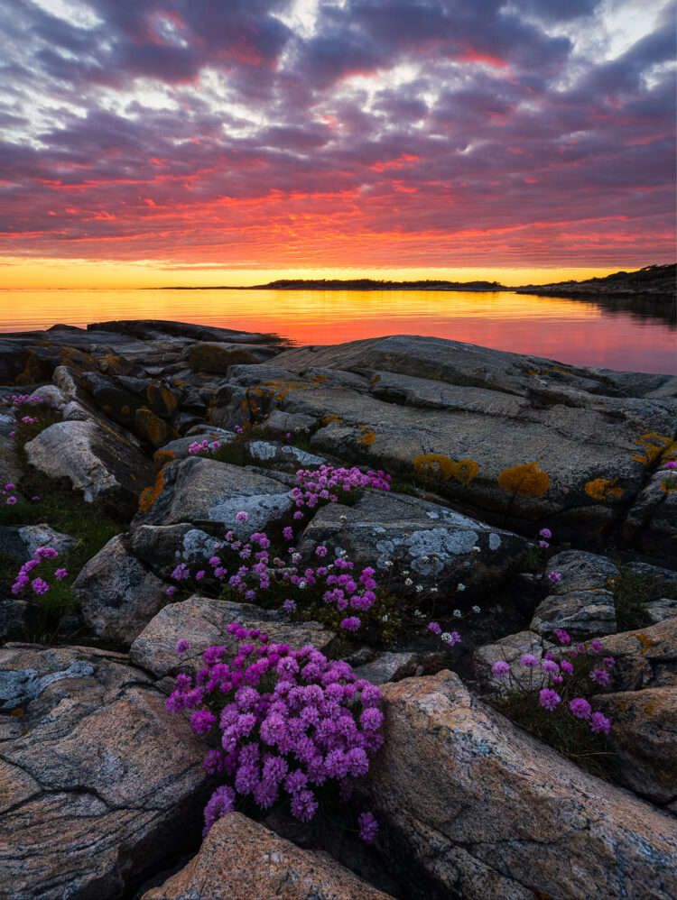 Blommande trift vid Särö Västerskog Naturreservat, Halland.