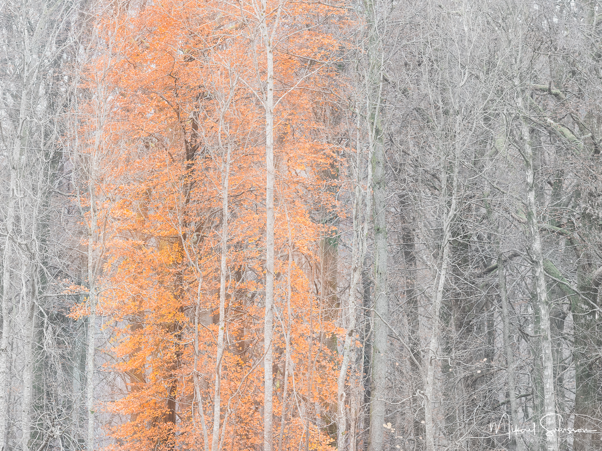 Höstfärger vid Rådasjöns naturreservat, Härryda kommun