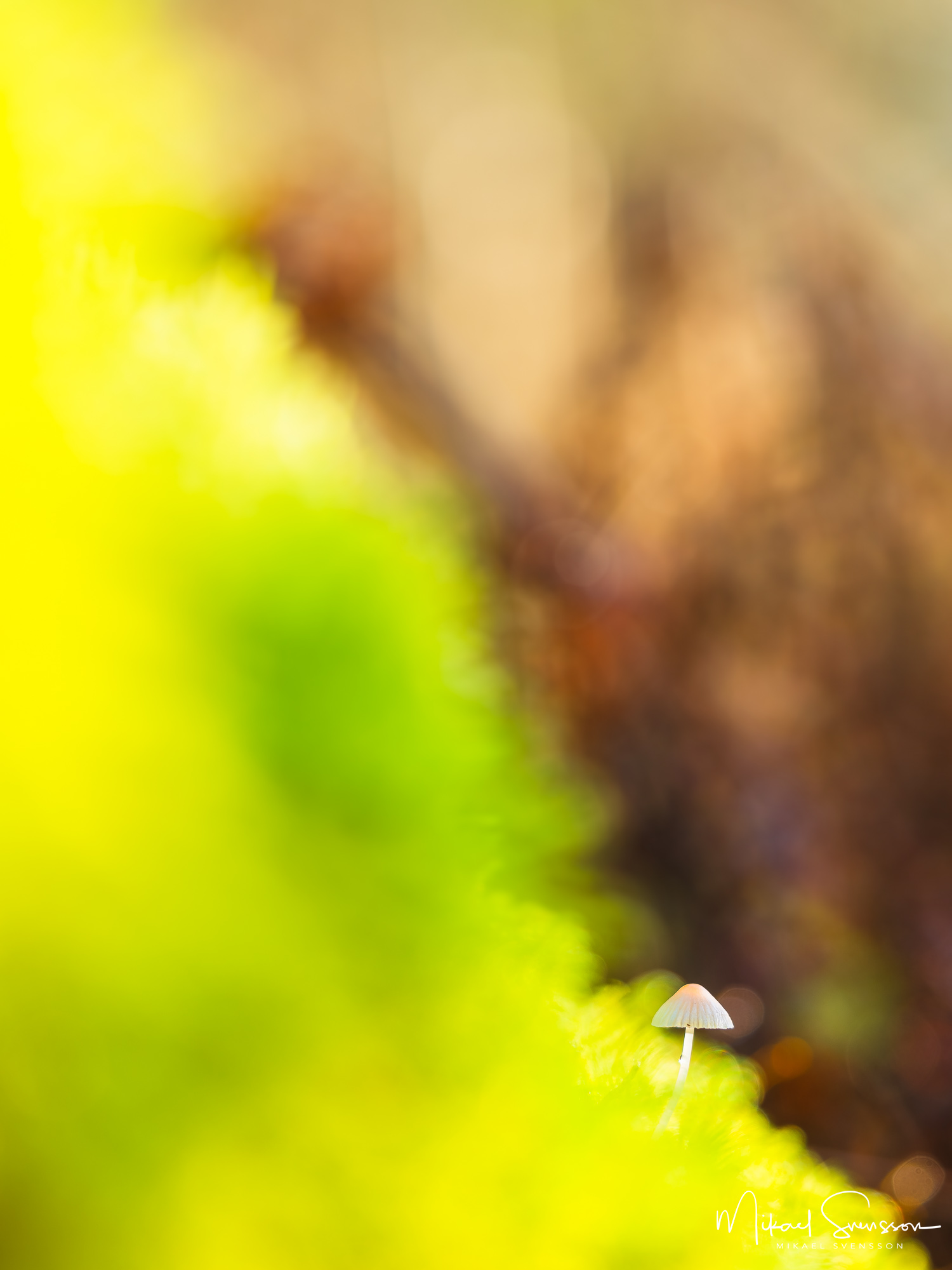 Liten svamp i Änggårdsbergen, Mölndal.