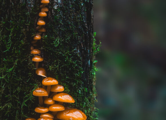 Svampar i Änggårdsbergen, Mölndal.