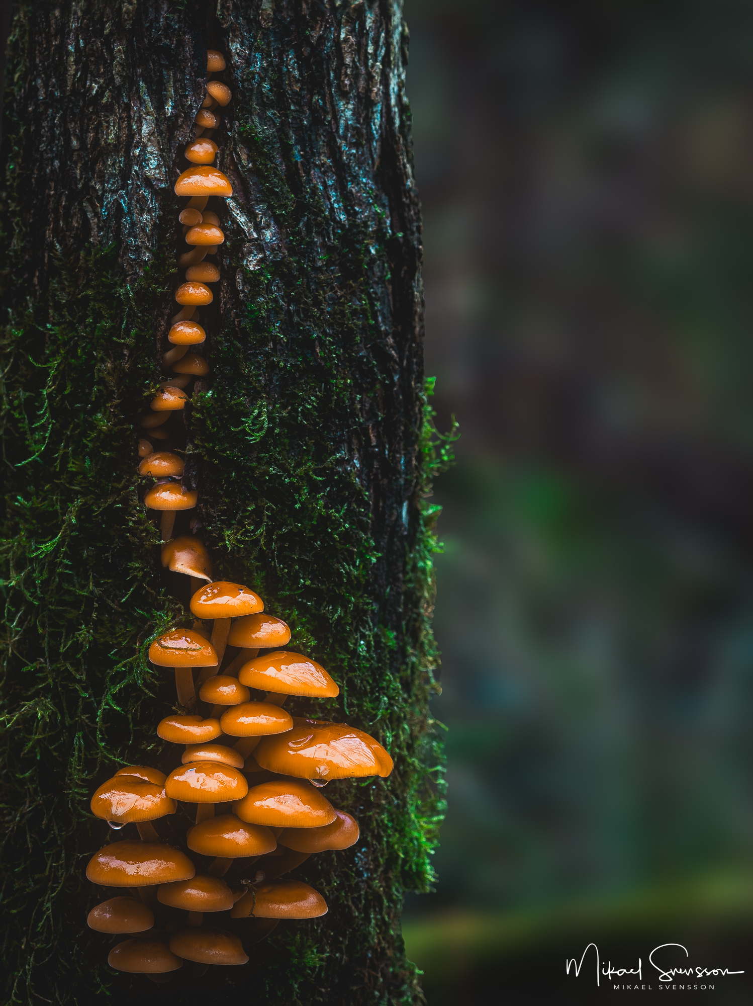 Svampar i Änggårdsbergen, Mölndal.