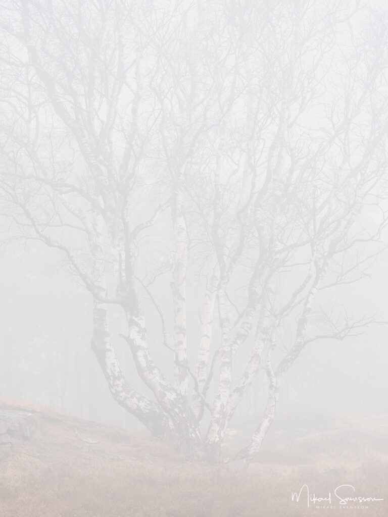 Dimma vid Änggårdsbergens naturreservat, Göteborg.