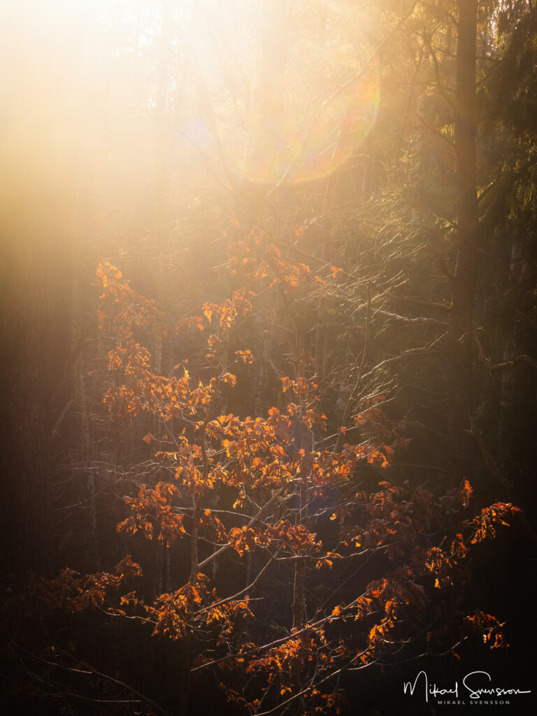 Änggårdsbergens naturreservat, Göteborg