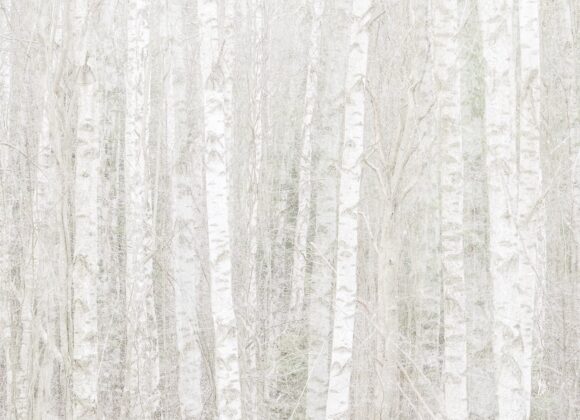 bjorkar-anggardsbergens_naturreservat-molndal-260413437_8e52ca38-41ca-47d7-b26b-3a9e555847ca