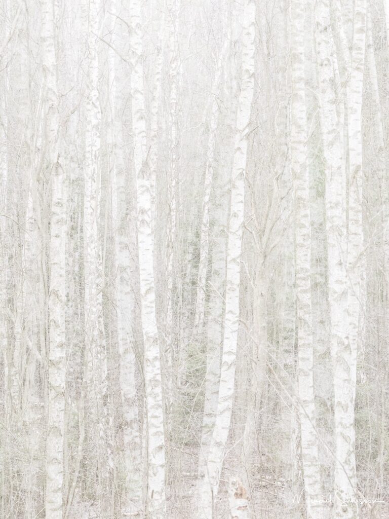 bjorkar-anggardsbergens_naturreservat-molndal-260413437_8e52ca38-41ca-47d7-b26b-3a9e555847ca