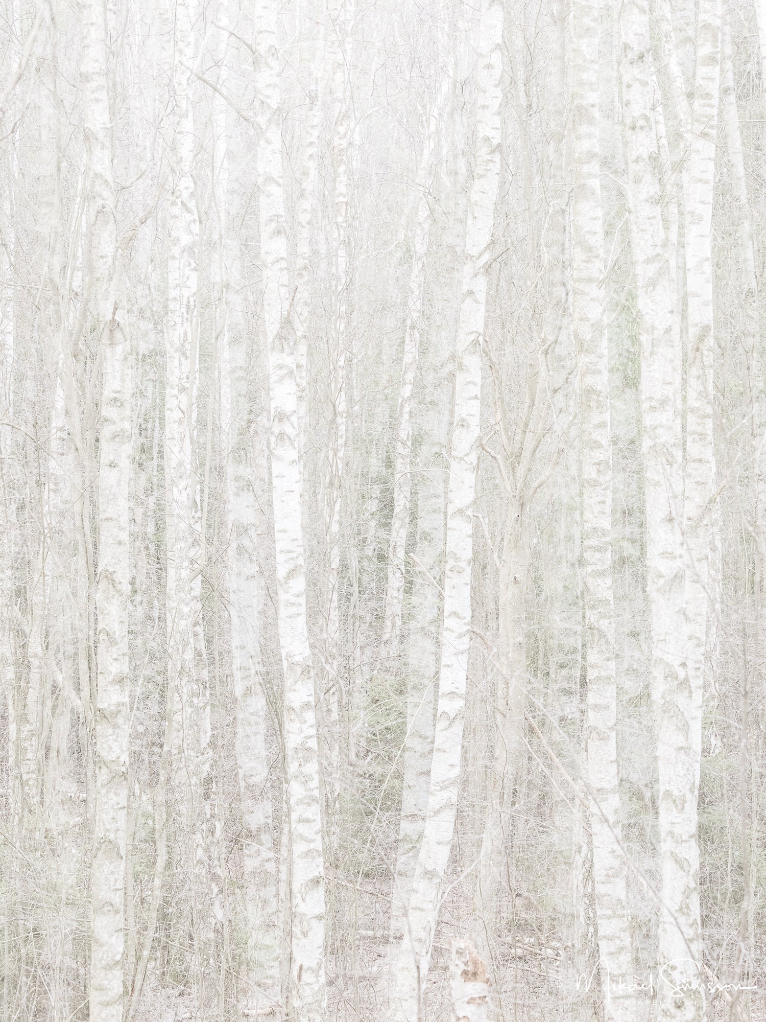 bjorkar-anggardsbergens_naturreservat-molndal-260413437_8e52ca38-41ca-47d7-b26b-3a9e555847ca