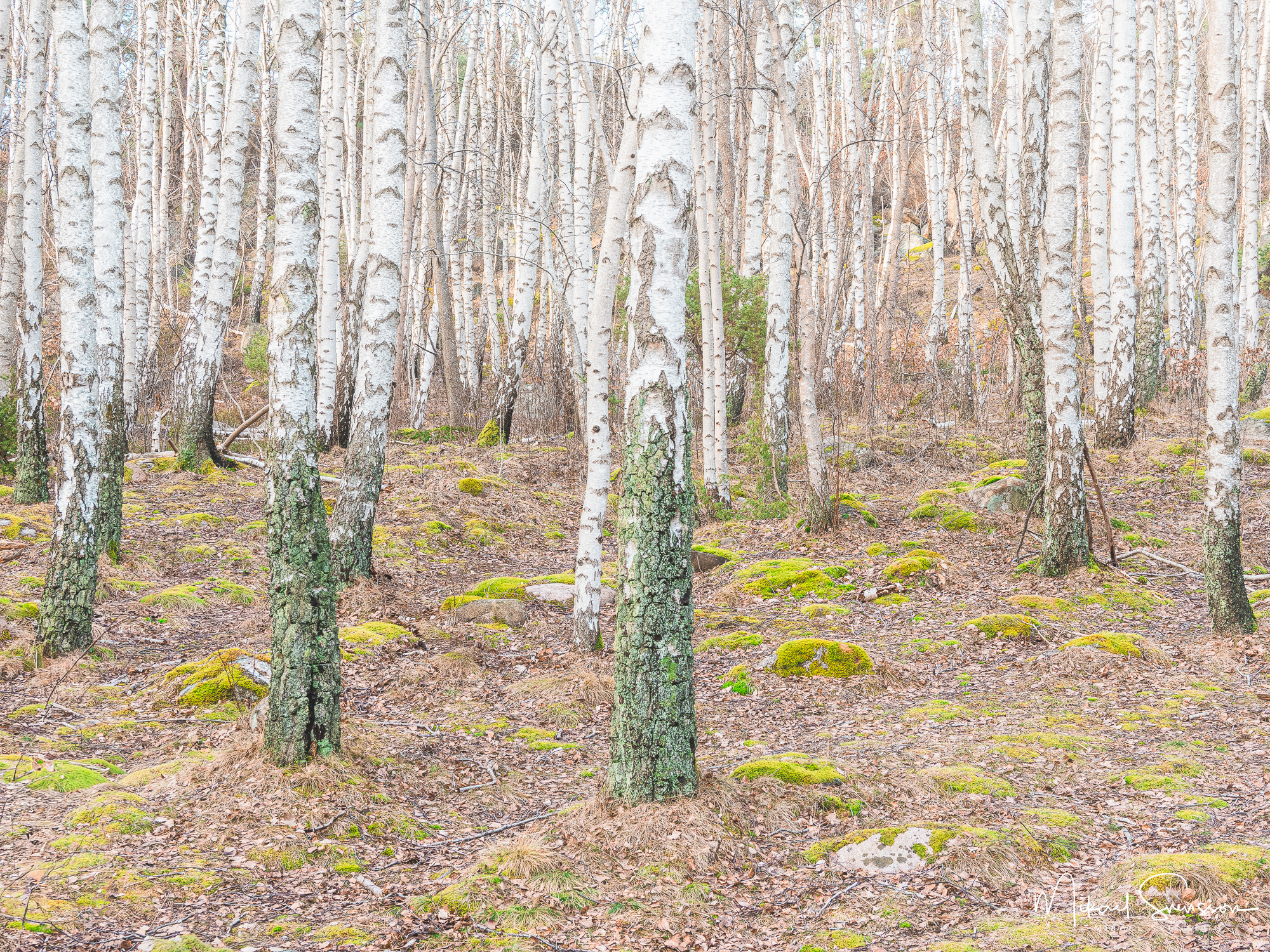 Hult Åsen naturvårdsområde, Göteborg