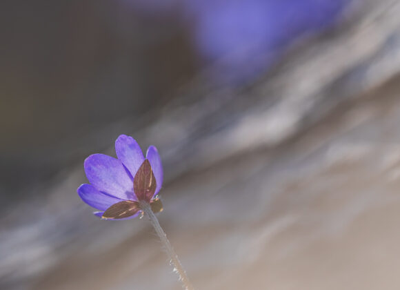 Blåsippa vid Tjolöholms naturreservat, Kungsbacka kommun