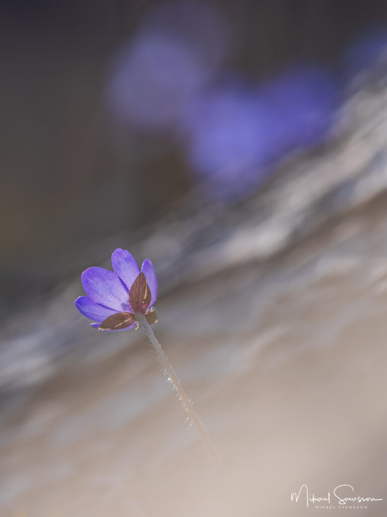 Blåsippa vid Tjolöholms naturreservat, Kungsbacka kommun