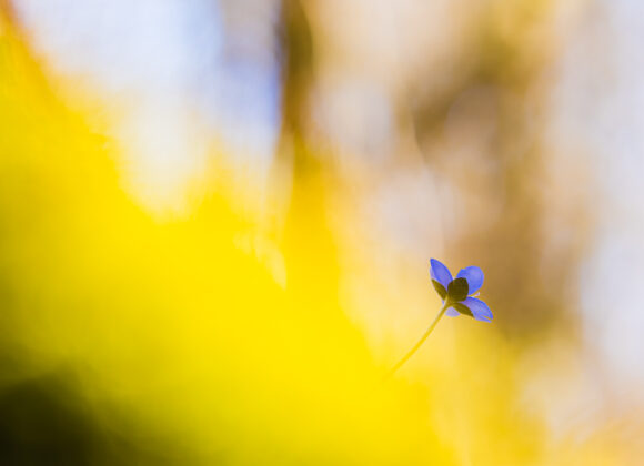 Blåsippa vid Dunsered, Mölndal.