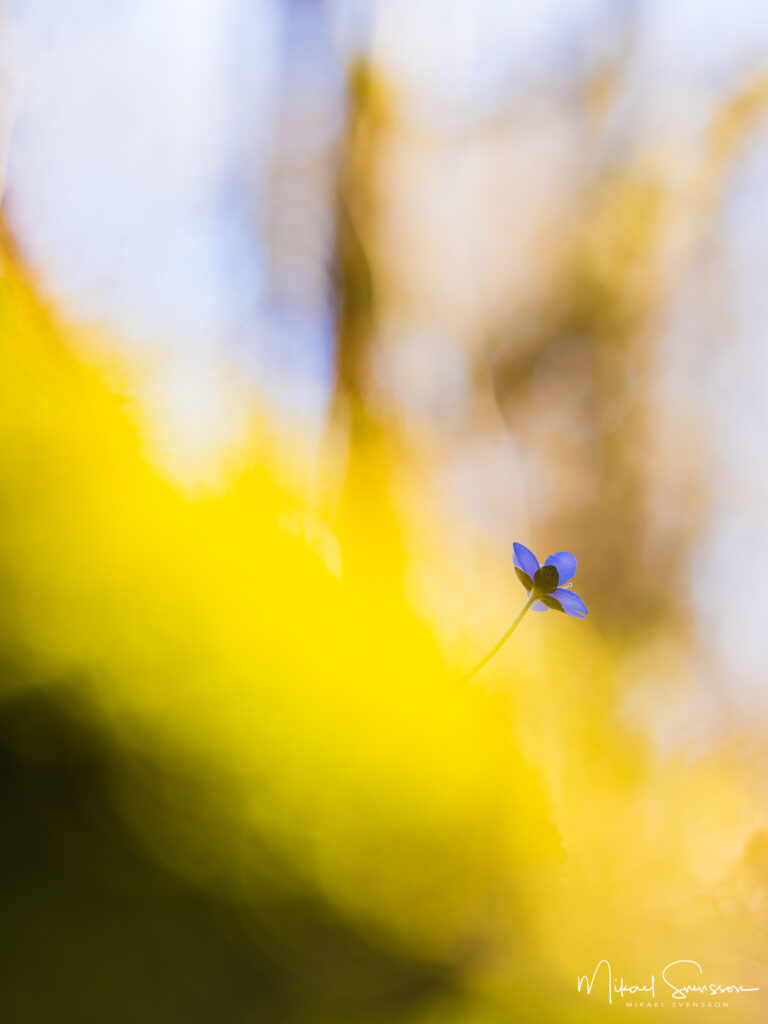 Blåsippa vid Dunsered, Mölndal.