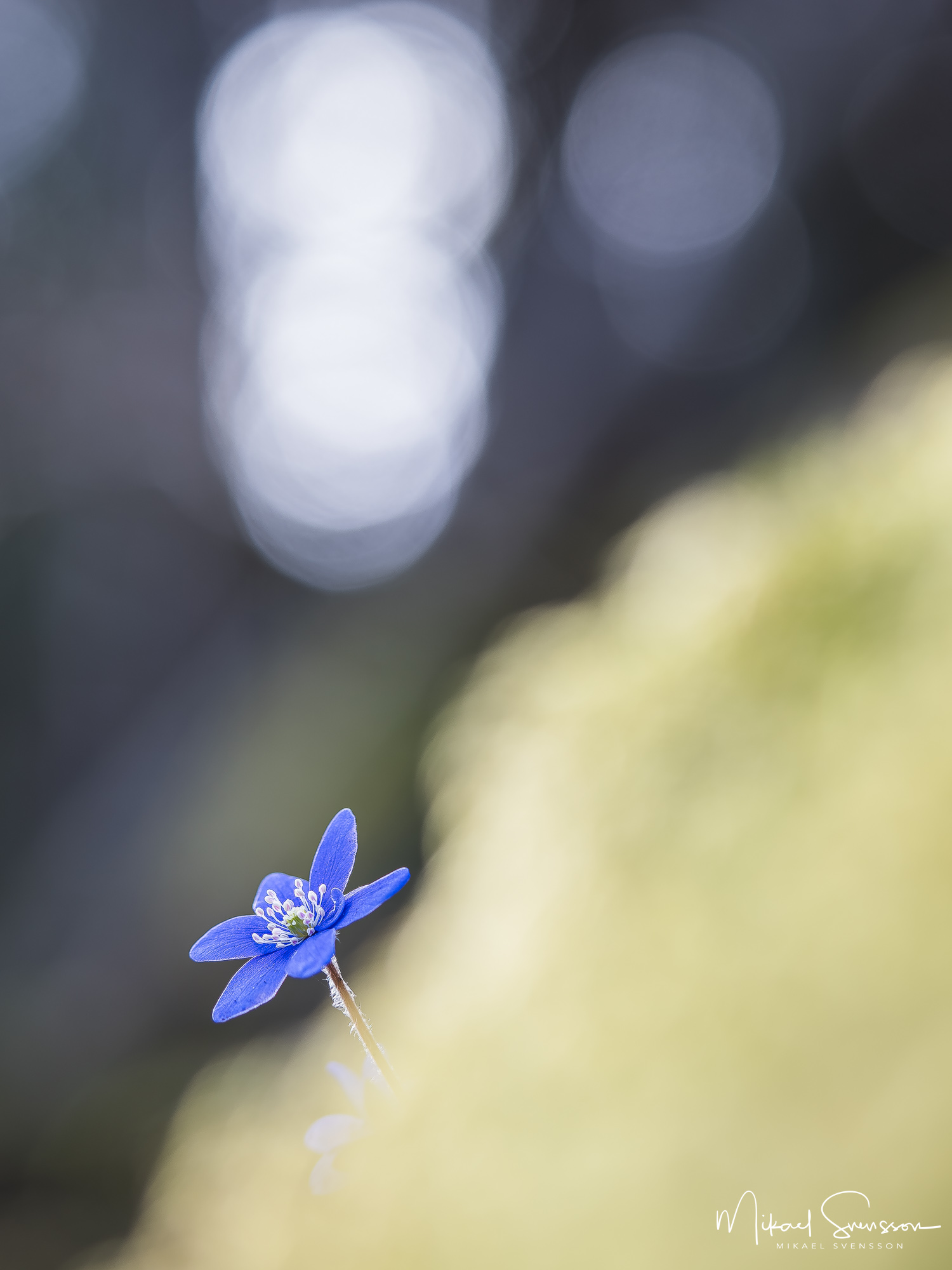Blåsippa vid Marieberg, Kungälvs kommun