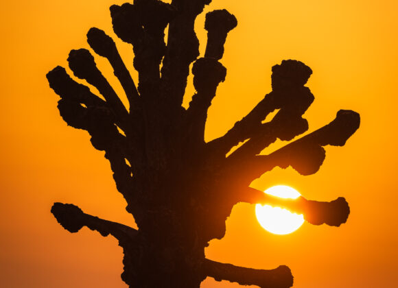 Hamlad lind vid soluppgången vid Stensjön, Mölndal.