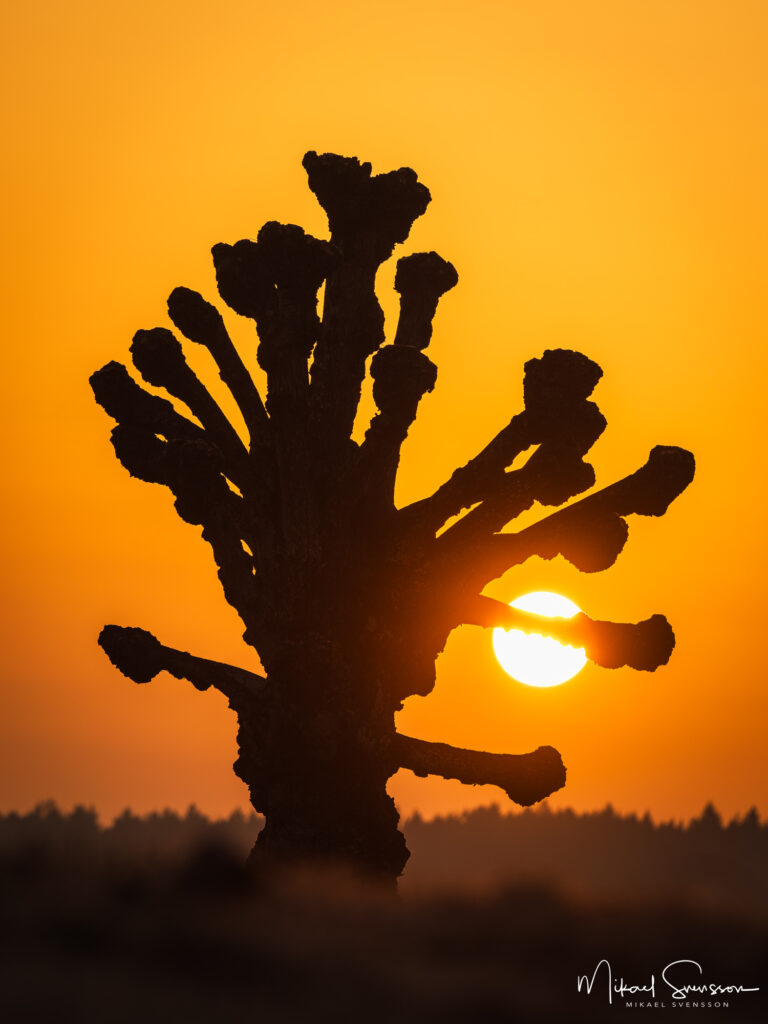 Hamlad lind vid soluppgången vid Stensjön, Mölndal.