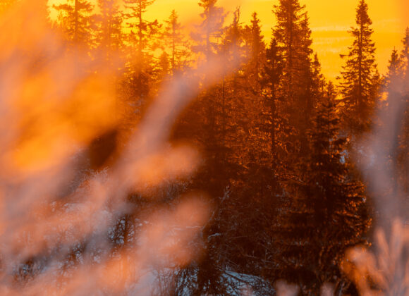 Gyllene morgonljus i Lofsdalsfjällen