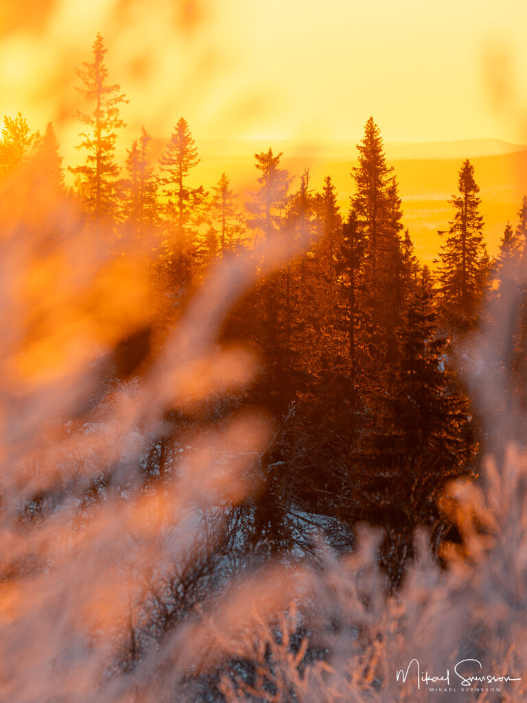 Gyllene morgonljus i Lofsdalsfjällen