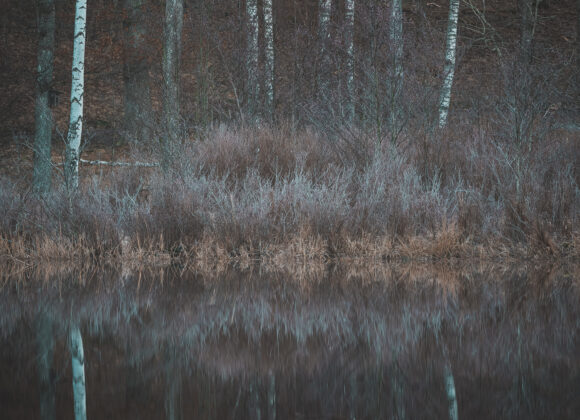 Spegling av träd vid Stensjön, Mölndal.