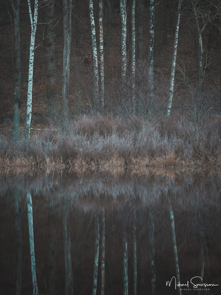 Spegling av träd vid Stensjön, Mölndal.