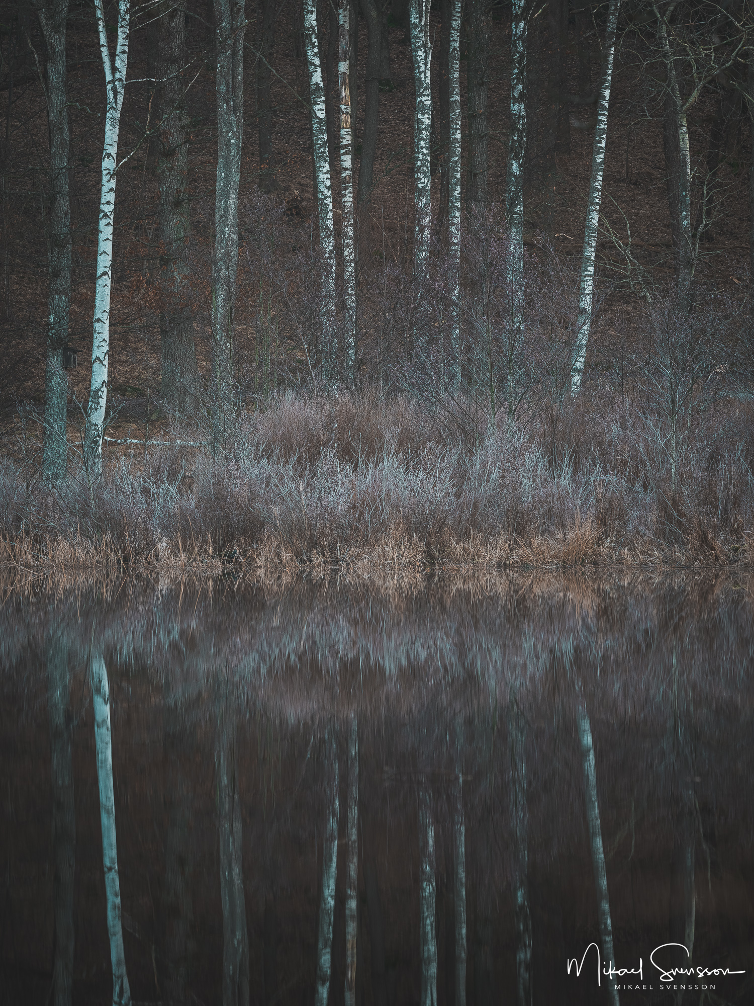 Spegling av träd vid Stensjön, Mölndal.