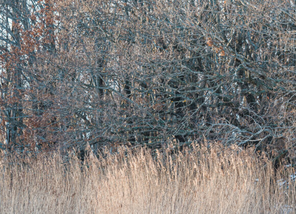 Vass vid Stora Amundön, Göteborg