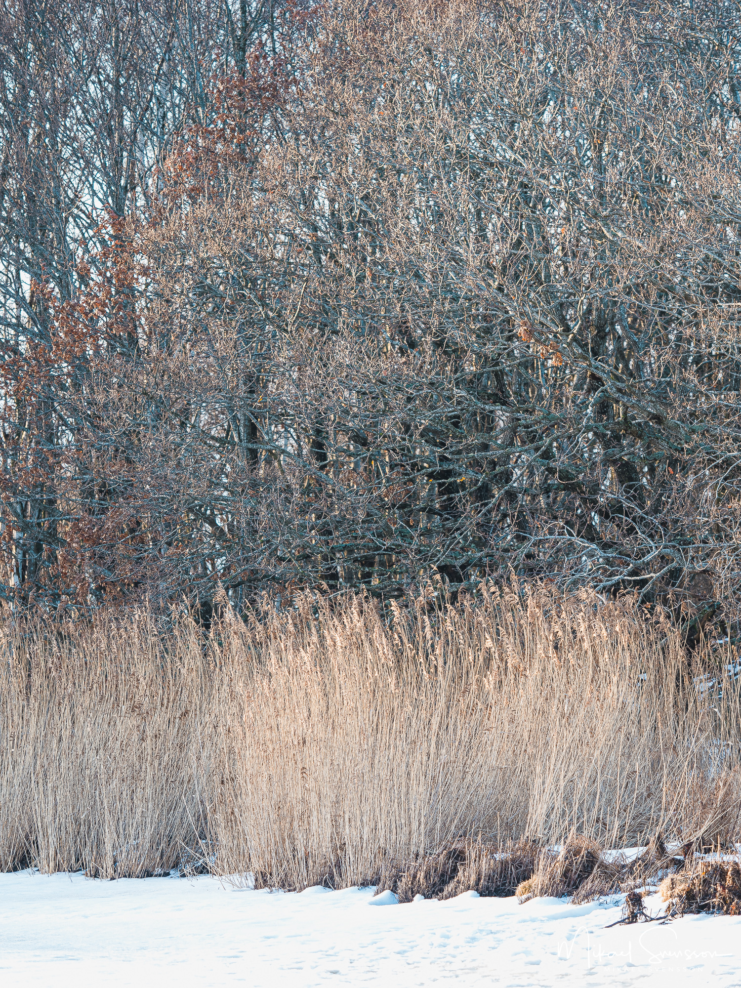 Vass vid Stora Amundön, Göteborg