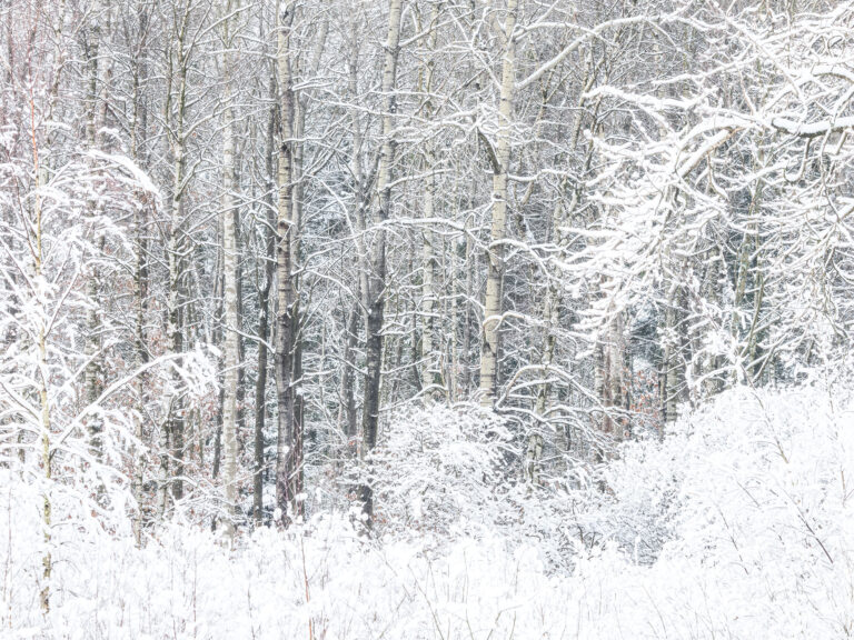 Vinter i Änggårdsbergens naturreservat, Göteborg