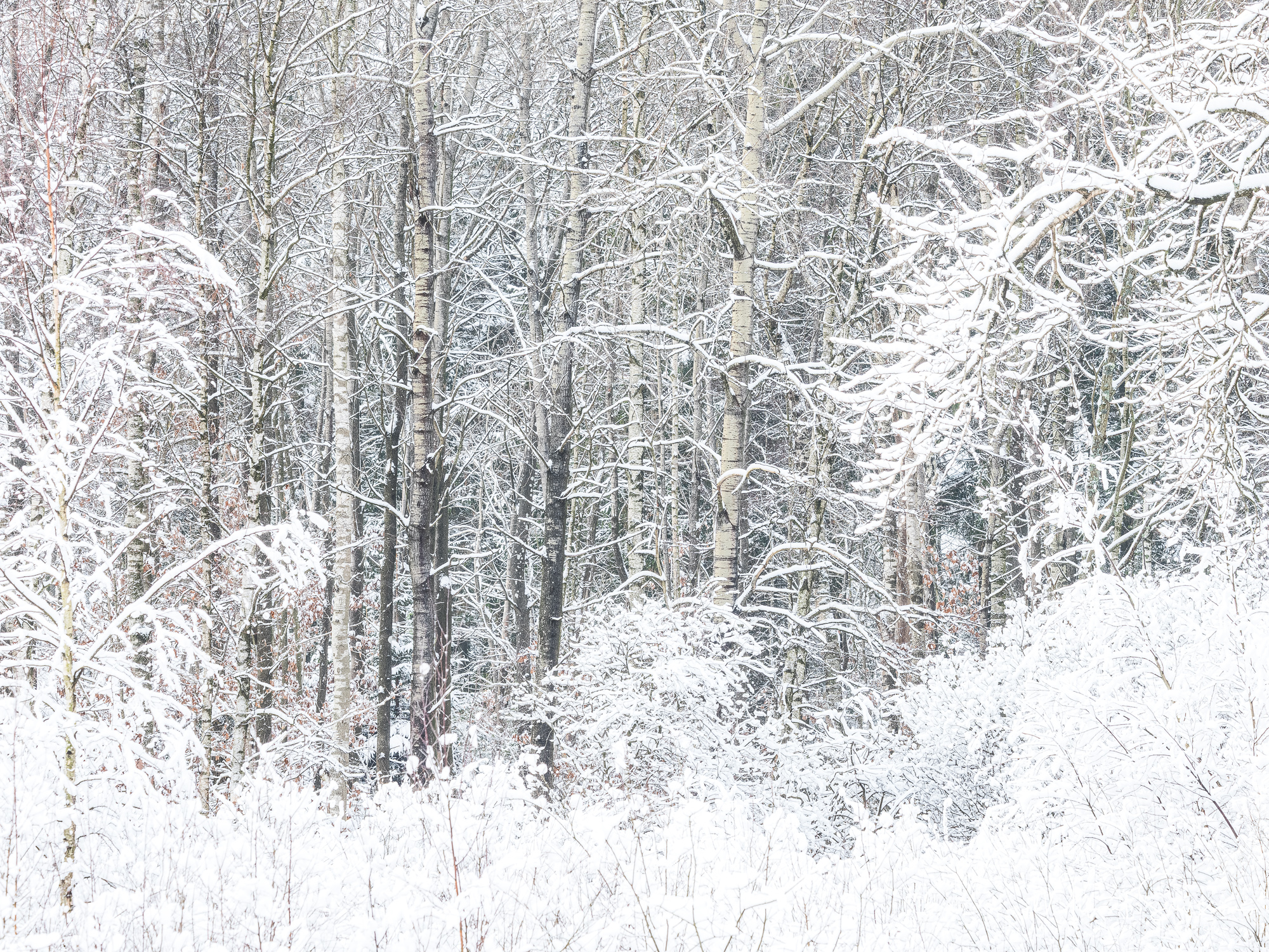 Vinter i Änggårdsbergens naturreservat, Göteborg