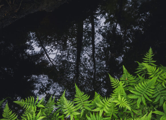 Bråtaskogens naturreservat, Härryda kommun
