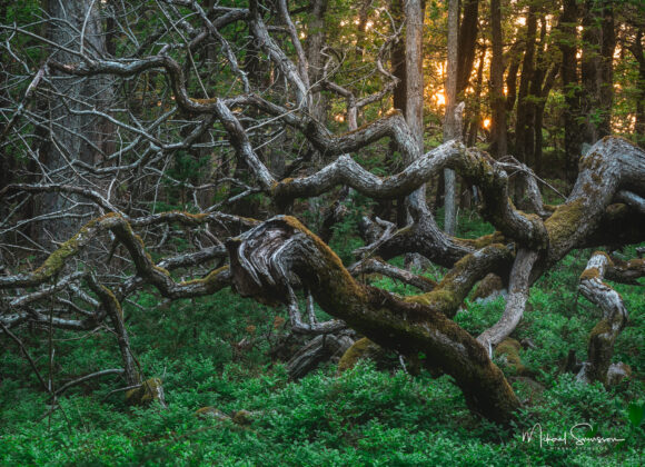 särö västerskog naturreservat