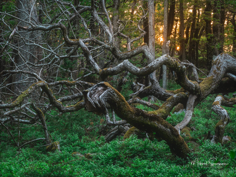 särö västerskog naturreservat