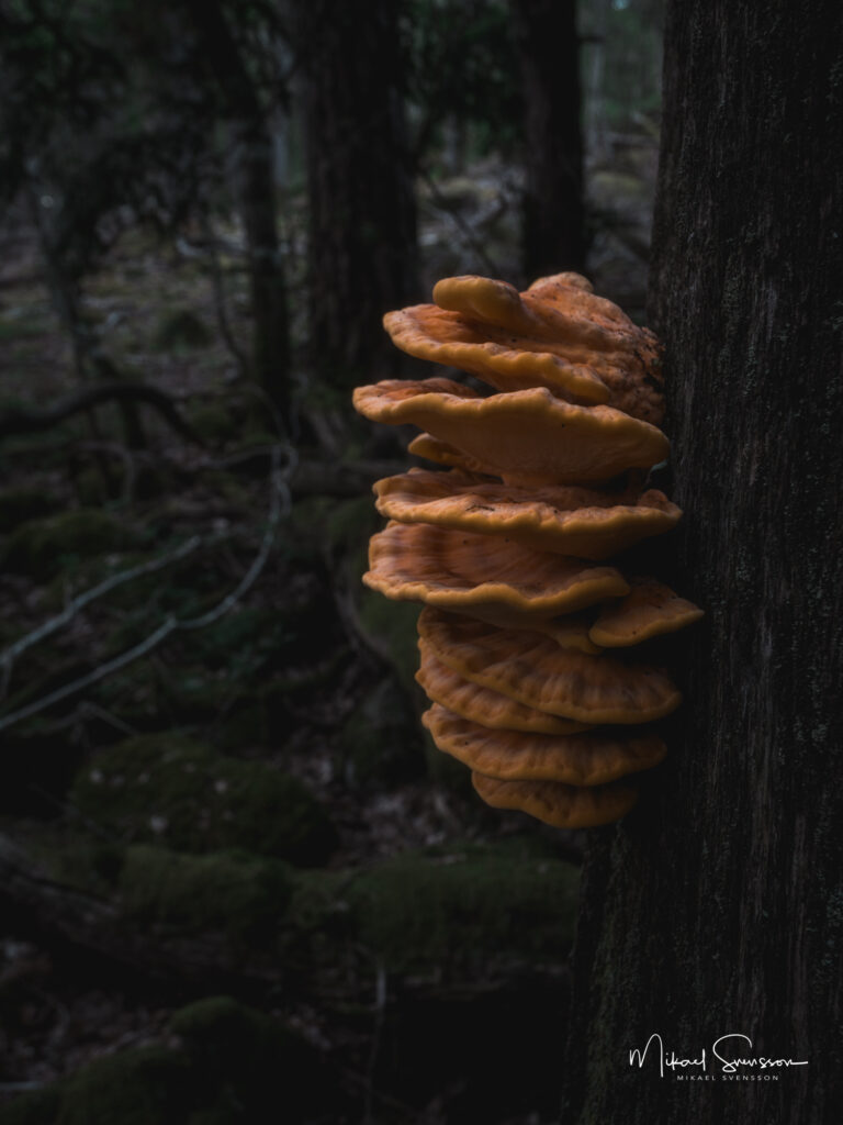 Svavelticka vid Särö västerskog naturreservat