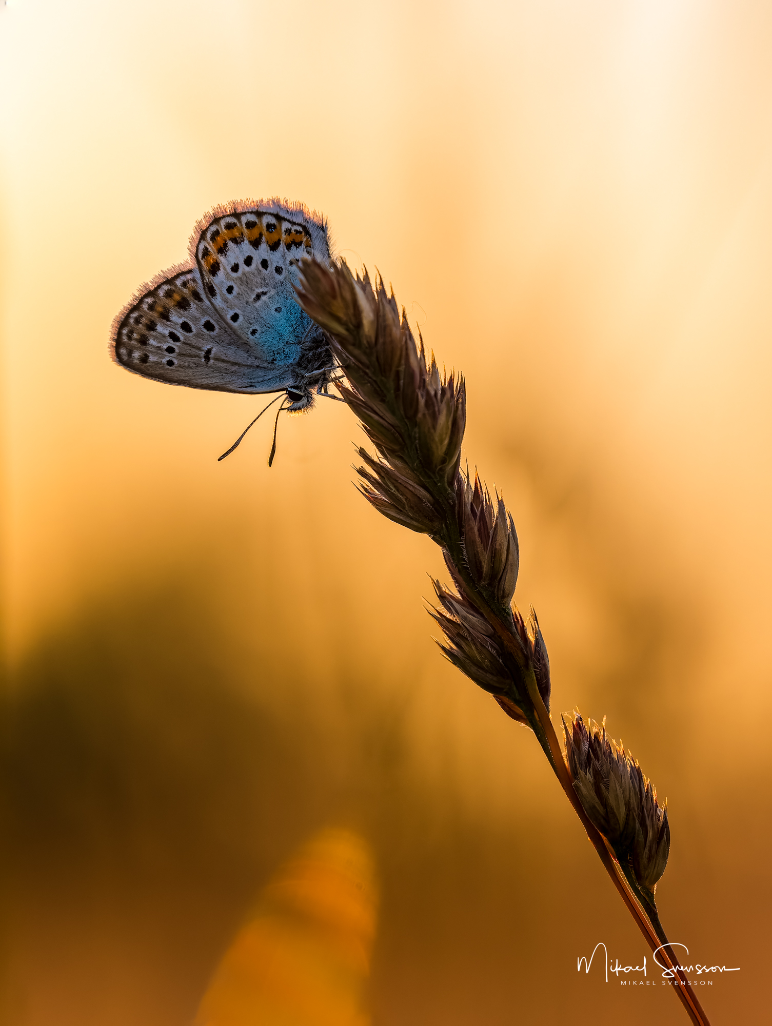 Blåvinge i solnedgång – Fine Art Print från Änggårdsbergens naturreservat